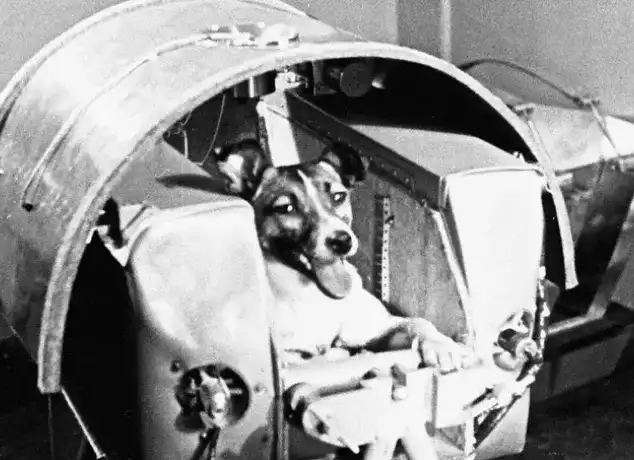 The dog Laika on board the Russian spacecraft Sputnik II