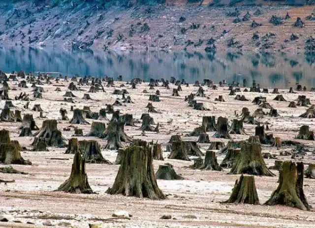 99% of an area of ancient trees decimated to make way for a reservoir in the Willamette National Forest in Oregon, USA