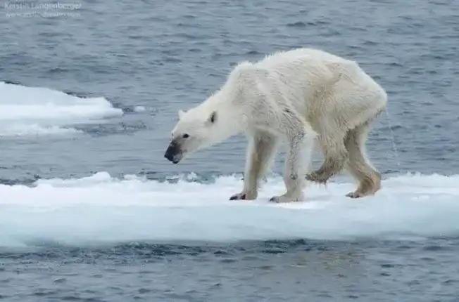 Un ours polaire squelettique sur sur la banquise